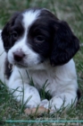 English Springer Spaniel Affirmations Workbook English Springer Spaniel Presents : Positive and Loving Affirmations Workbook. Includes: Mentoring Questions, Guidance, Supporting You. - Book