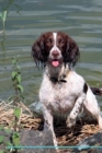 English Springer Spaniel Affirmations Workbook English Springer Spaniel Presents : Positive and Loving Affirmations Workbook. Includes: Mentoring Questions, Guidance, Supporting You. - Book