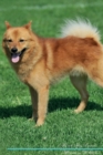 Finnish Spitz Affirmations Workbook Finnish Spitz Presents : Positive and Loving Affirmations Workbook. Includes: Mentoring Questions, Guidance, Supporting You. - Book