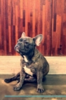 French Bulldog Affirmations Workbook French Bulldog Presents : Positive and Loving Affirmations Workbook. Includes: Mentoring Questions, Guidance, Supporting You. - Book