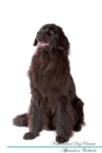 Newfoundland Dog Affirmations Workbook Newfoundland Dog Presents : Positive and Loving Affirmations Workbook. Includes: Mentoring Questions, Guidance, Supporting You. - Book