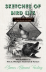 Sketches of Bird Life - From Twenty Years Observation of Their Haunts and Habits - With Illustrations by Wolf, C. Whymper, Keulemans, and Thorburn - Book