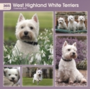 West Highland White Terriers 365 Days Square Wall Calendar 2022 - Book