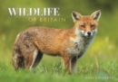 Wildlife of Britain A4 Calendar 2024 - Book