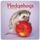 Hedgehogs Square Wall Calendar 2025 - Book