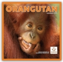 Orangutan Square Wall Calendar 2025 - Book