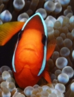 Clown Fish - Book