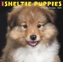 Just Sheltie Puppies 2020 Wall Calendar (Dog Breed Calendar) - Book