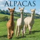 Alpacas 2021 Wall Calendar - Book