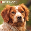 Just Brittanys 2021 Wall Calendar (Dog Breed Calendar) - Book