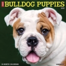 Just Bulldog Puppies 2021 Wall Calendar (Dog Breed Calendar) - Book