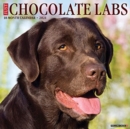 Just Chocolate Labs 2021 Wall Calendar (Dog Breed Calendar) - Book