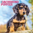 Just Dachshund Puppies 2021 Wall Calendar (Dog Breed Calendar) - Book