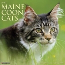 Just Maine Coon Cats 2021 Wall Calendar - Book