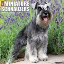 Just Miniature Schnauzers 2021 Wall Calendar (Dog Breed Calendar) - Book
