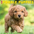 Just Poodle Puppies 2021 Wall Calendar (Dog Breed Calendar) - Book