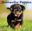Just Rottweiler Puppies 2021 Wall Calendar (Dog Breed Calendar) - Book
