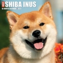 Just Shiba Inus 2021 Wall Calendar (Dog Breed Calendar) - Book