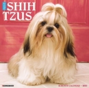 Just Shih Tzus 2021 Wall Calendar (Dog Breed Calendar) - Book
