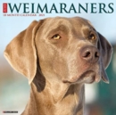 Just Weimaraners 2021 Wall Calendar (Dog Breed Calendar) - Book