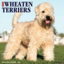 Just Wheaton Terriers 2021 Wall Calendar (Dog Breed Calendar) - Book