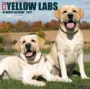 Just Yellow Labs 2021 Wall Calendar (Dog Breed Calendar) - Book