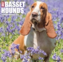 Just Basset Hounds 2022 Wall Calendar (Dog Breed) - Book