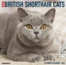 British Shorthair Cats 2022 Wall Calendar (Cat Breed) - Book