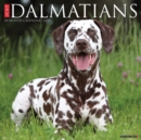 Just Dalmatians 2022 Wall Calendar (Dog Breed) - Book