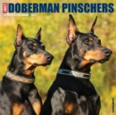 Just Dobermans 2022 Wall Calendar (Dog Breed) - Book