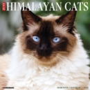 Just Himalayan Cats 2022 Wall Calendar (Cat Breed) - Book