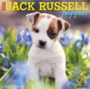 Just Jack Russell Puppies 2022 Wall Calendar (Dog Breeds) - Book