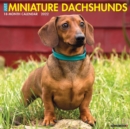 Just Miniature Pinschers 2022 Wall Calendar (Dog Breed) - Book