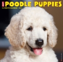 Just Poodle Puppies 2022 Wall Calendar (Dog Breed) - Book