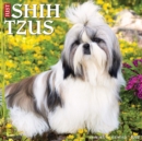 Just Shih Tzus 2022 Wall Calendar (Dog Breed) - Book