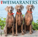Just Weimaraners 2022 Wall Calendar (Dog Breed) - Book