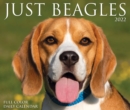 Beagles 2022 Box Calendar - Dog Breed Daily Desktop - Book