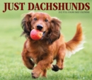 Dachshunds 2022 Box Calendar - Dog Breed Daily Desktop - Book