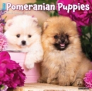 Just Pomeranian Puppies 2023 Wall Calendar - Book