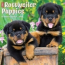 Just Rottweiler Puppies 2024 12 X 12 Wall Calendar - Book