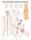 The Autonomic Nervous System Anatomical Chart - Book