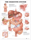 The Digestive System Anatomical Chart - Book