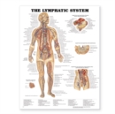 The Lymphatic System Anatomical Chart - Book