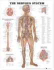 The Nervous System Anatomical Chart - Book