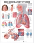 The Respiratory System Anatomical Chart - Book