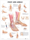 Foot and Ankle Anatomical Chart - Book