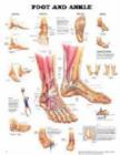Foot and Ankle - Book