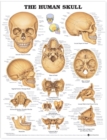 The Human Skull Anatomical Chart - Book