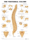 The Vertebral Column Anatomical Chart - Book
