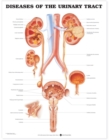 Diseases of the Urinary Tract Anatomical Chart - Book